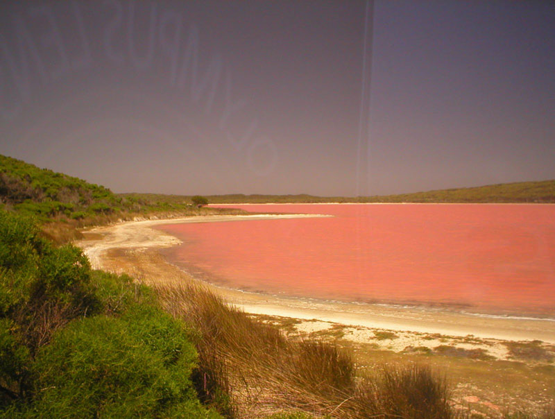 lake-hillier-pink-lake-in-australia-2